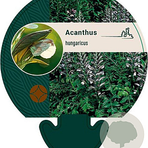 Acanthus hungaricus GM P9