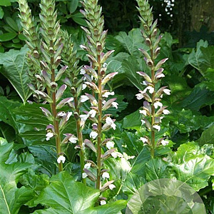 Acanthus mollis GM P9