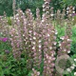 Acanthus 'Morning's Candle' GM P9