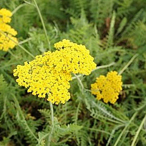 Achillea 'Coronation Gold' GM P9