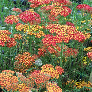 Achillea 'Feuerland' GM P9