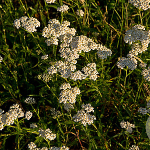 Achillea millefolium GM P9