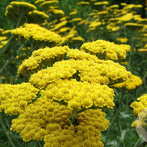 Achillea 'Moonshine' GM P9