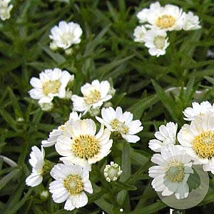 Achillea ptarmica 'Nana Compacta' GM P9