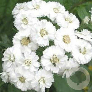 Achillea ptarmica 'The Pearl' GM P9