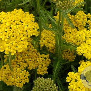 Achillea tomentosa GM P9