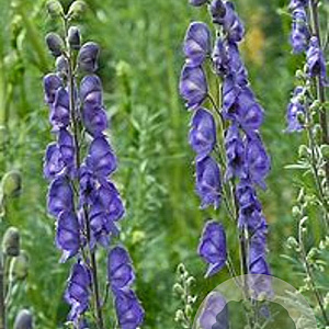 Aconitum camm. 'Bressingham Spire' GM P9