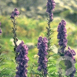 Aconitum napellus GM P9