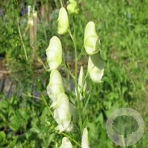 Aconitum napellus 'Album' GM P9