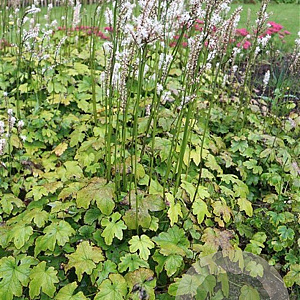 Actaea japonica 'Cheju-do' GM P9
