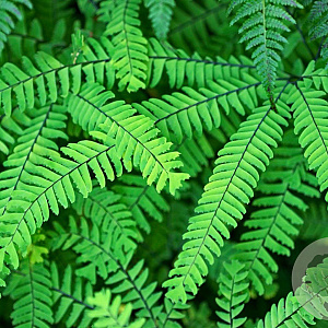 Adiantum pedatum GM P9