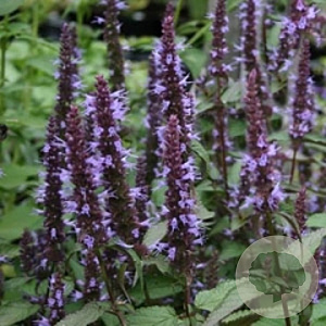 Agastache 'After Eight' GM P9