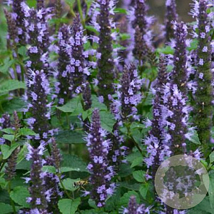 Agastache 'Astello Indigo' GM P9