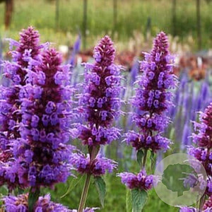 Agastache 'Blue Boa' GM P9