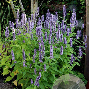 Agastache 'Blue Fortune' GM P9