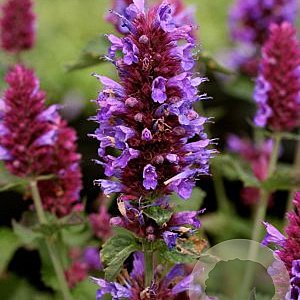 Agastache 'Globetrotter' GM P9