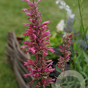 Agastache mexicana GM P9