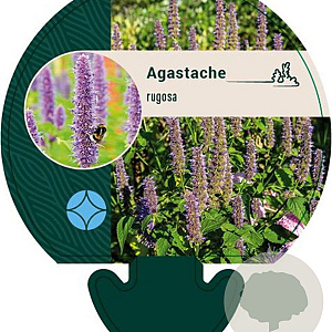 Agastache rugosa GM P9
