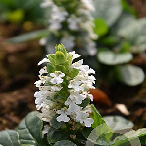 Ajuga reptans 'Alba' GM P9