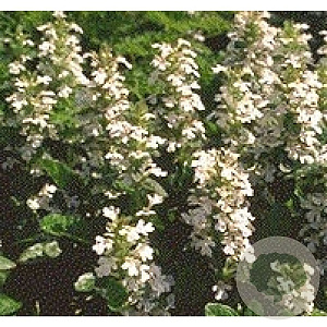 Ajuga reptans 'Alba' GM P9