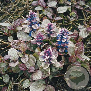 Ajuga reptans 'Burgundy Glow' GM P9