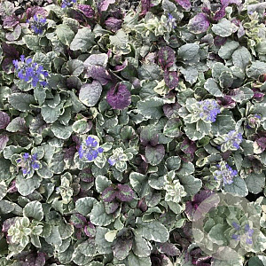 Ajuga reptans 'Burgundy Glow' GM P9