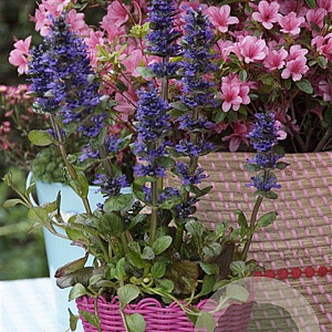 Ajuga reptans 'Catlin's Giant' GM P9
