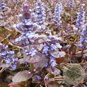 Ajuga reptans 'Evening Glow' GM P9