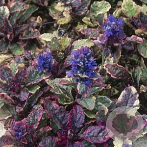 Ajuga reptans 'Multicolor' GM P9
