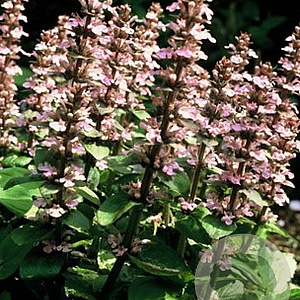 Ajuga reptans 'Purple Torch' GM P9