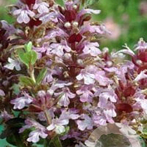 Ajuga reptans 'Rosea' GM P9