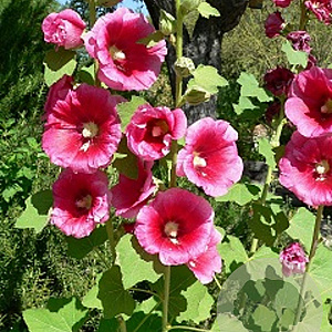 Alcea rosea GM P9