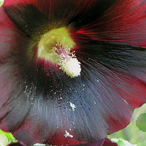 Alcea r. 'Blacknight' GM P9