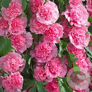 Alcea r. 'Charters Rosa' GM P9