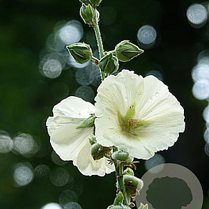 Alcea r. 'Charters Weiss' GM P9