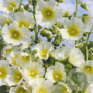 Alcea r. 'Polarstar' GM P9