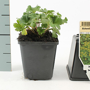 Alchemilla erythropoda GM P9