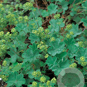 Alchemilla erythropoda GM P9