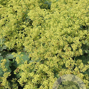 Alchemilla mollis 'Robustica' GM P9