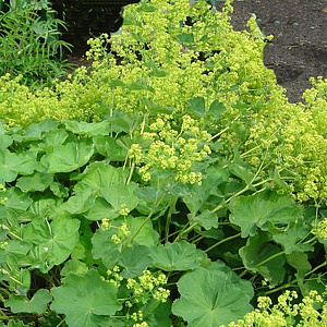 Alchemilla mollis 'Senior' GM P9