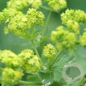 Alchemilla mollis 'Senior' GM P9