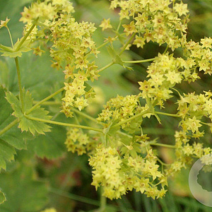 Alchemilla vulgaris GM P9