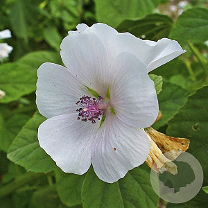 Althaea officinalis GM P9