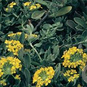 Alyssum montanum 'Berggold' GM P9