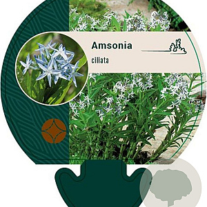 Amsonia ciliata GM P9