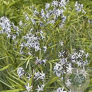 Amsonia 'Ernst Pagels' GM P9