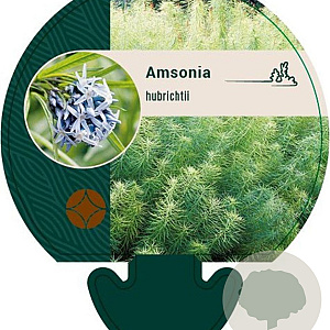 Amsonia hubrichtii GM P9