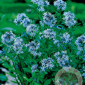Amsonia tabernaemontana GM P9
