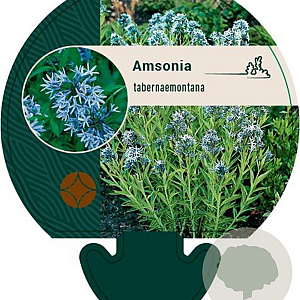 Amsonia tabernaemontana GM P9