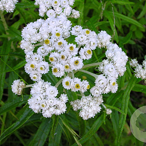 Anaphalis margaritacea GM P9